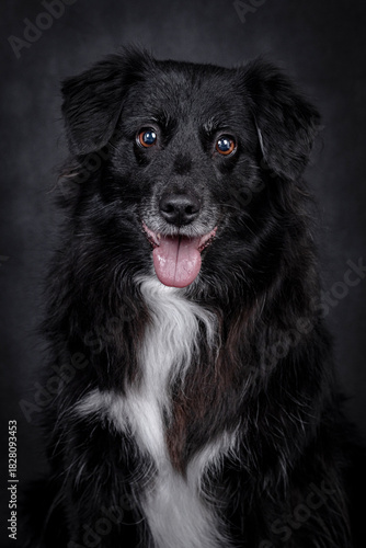 black mongrel portrait on black background