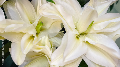 Elegant white lily blooms in macro view, capturing pure beauty, soft petals, and fresh green details