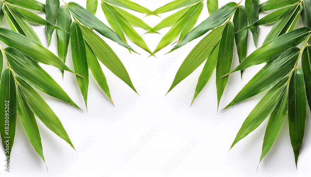 Naklejka premium Green Bamboo Leaves Isolated On A White Background