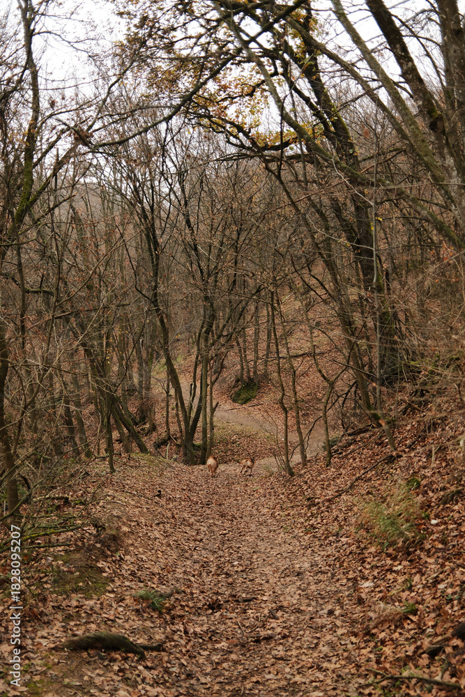 Naklejka premium Two dogs, Australian and German Shepherd, run down a leaf-covered forest trail in Fruska Gora National Park, Serbia. The scene reflects energy, movement, and outdoor adventure