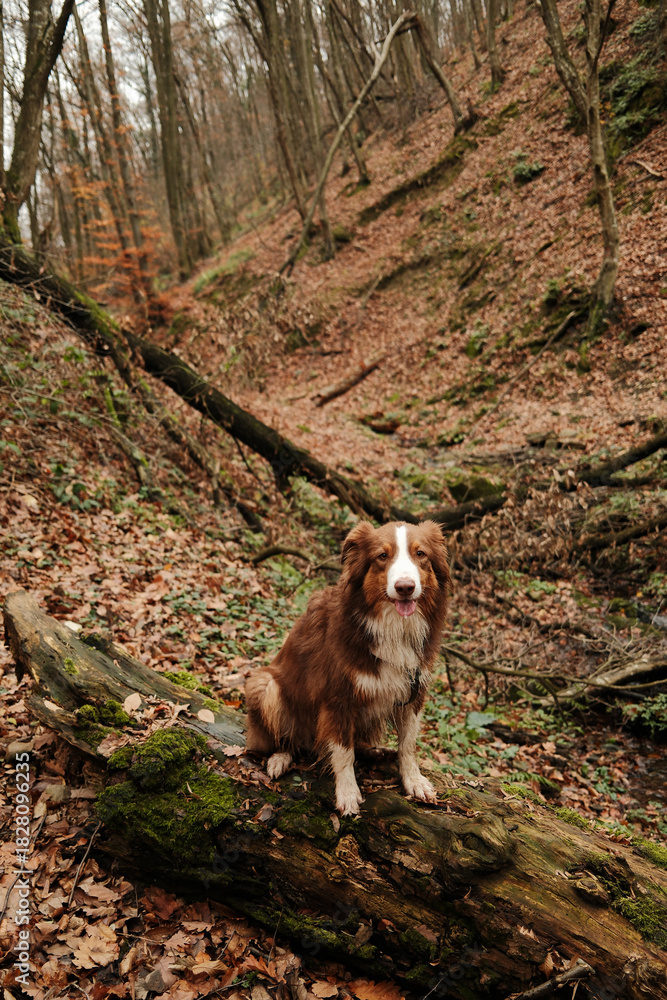 Obraz premium Brown Australian Shepherd sits on a mossy fallen tree in an autumn ravine. The image expresses curiosity, loyalty and outdoor freedom. Hiking with pet concept