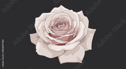 Beautifully detailed illustration of a single dusty pink rose in full bloom isolated on a dark grey background.