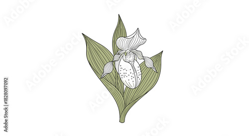 Vintage botanical drawing of a lady's slipper orchid flower with detailed line work isolated on a white background.