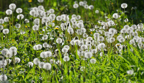 A dandelion faded in the meadow