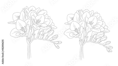 Line art drawing of two freesia flower bunches, isolated on white background