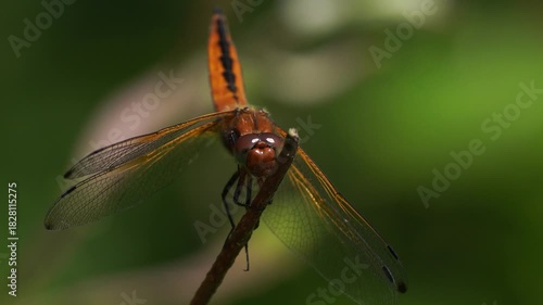 Close-up of a female scarce chaser (Libellula fulva) sitting on a little branch and looking at you.