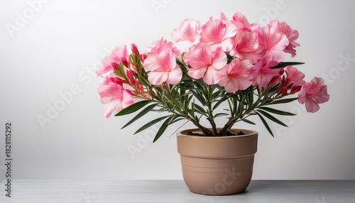 Wallpaper Mural Pink Oleander In Elegant Pot Vibrant Flower Photography On White Background Torontodigital.ca