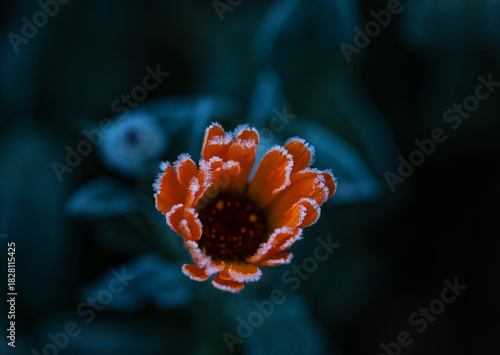 Blue landscape with orange marigold flower covered with cold clear crystals o...
