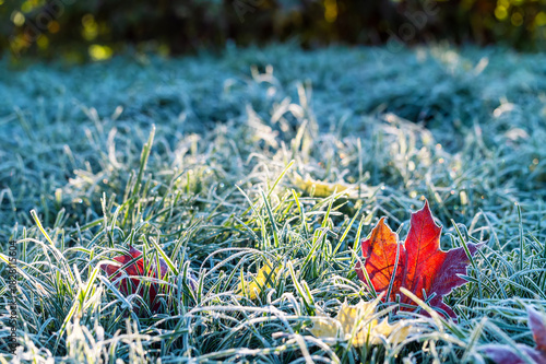 Artistic autumn landscape with colorful bright maple leaves lying on the gras...