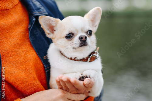 Fototapeta Naklejka Na Ścianę i Meble -  red and white chihuahua sitting in owner hands while walking in park in sunny summer day, dwarf dog breed, dogwalking concept