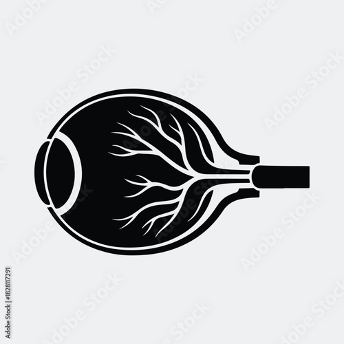 Silhouette human eye anatomy medical illustration of organ vector illustration
