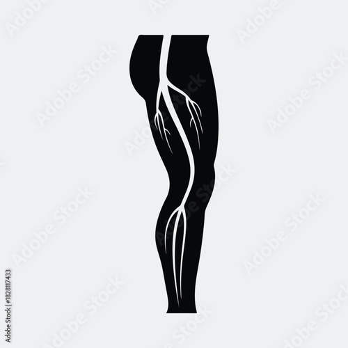 Silhouette leg anatomy showing veins and arteries vector illustration