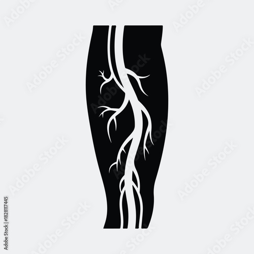 Silhouette leg veins blood vessels anatomical illustration vector illustration