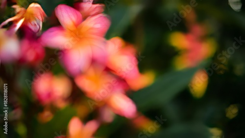 Soft focus flowers with vibrant pink and orange petals in nature  