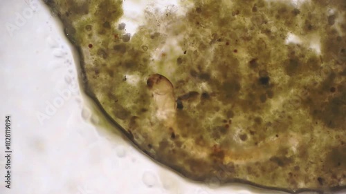 Bloodworm Midge Larva Eating