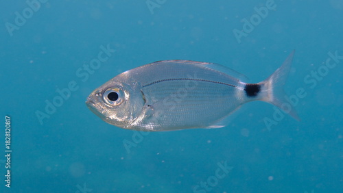 Saddled seabream or saddled sea bream, saddle bream, oblade (Oblada melanurus) undersea, Ligurian Sea, Italy, Imperia