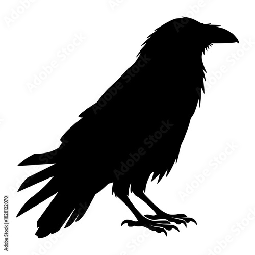 Iconic silhouette of a large black raven standing, a detailed vector wildlife graphic illustration
