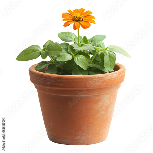 Green Plant With White Flowers in a Terracotta Pot on a White Background