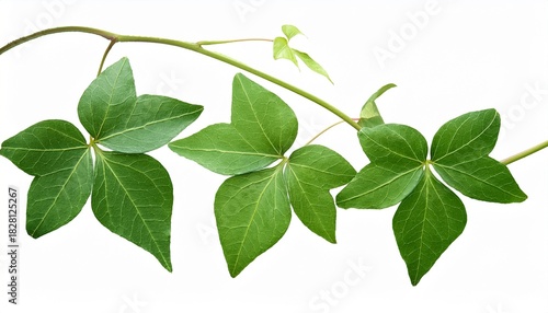 Wild Poison Ivy Climbing Vine Plant Toxicodendron Radicans Growing In The Forest Hazard Environment Thickets Of Toxic Plant Leaves Of Three Leave Them Be Isolated On White Background