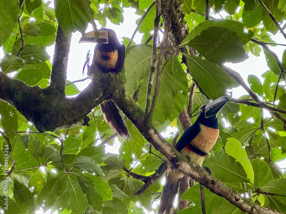 Fototapeta premium toucan on a branch