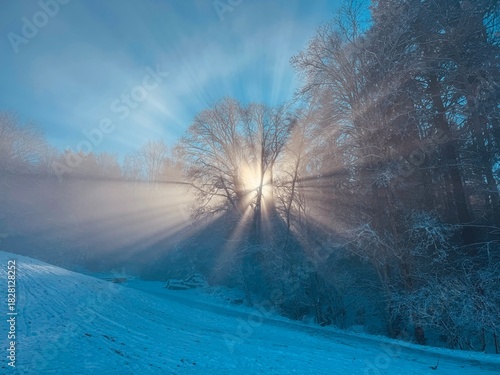 snow covered trees