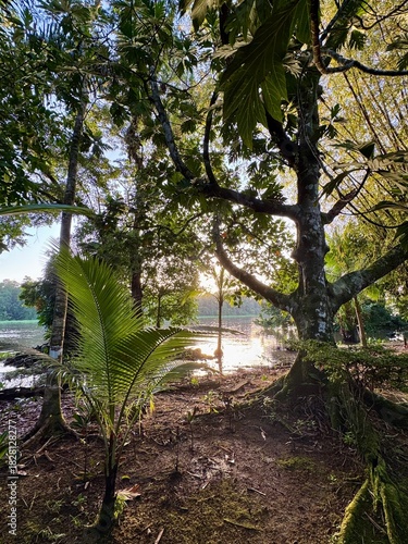 morning in the forest