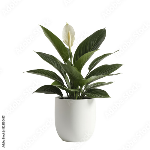 Indoor Plant in a Modern Vase, Showcasing Lush Green Leaves and White Flower Bud
