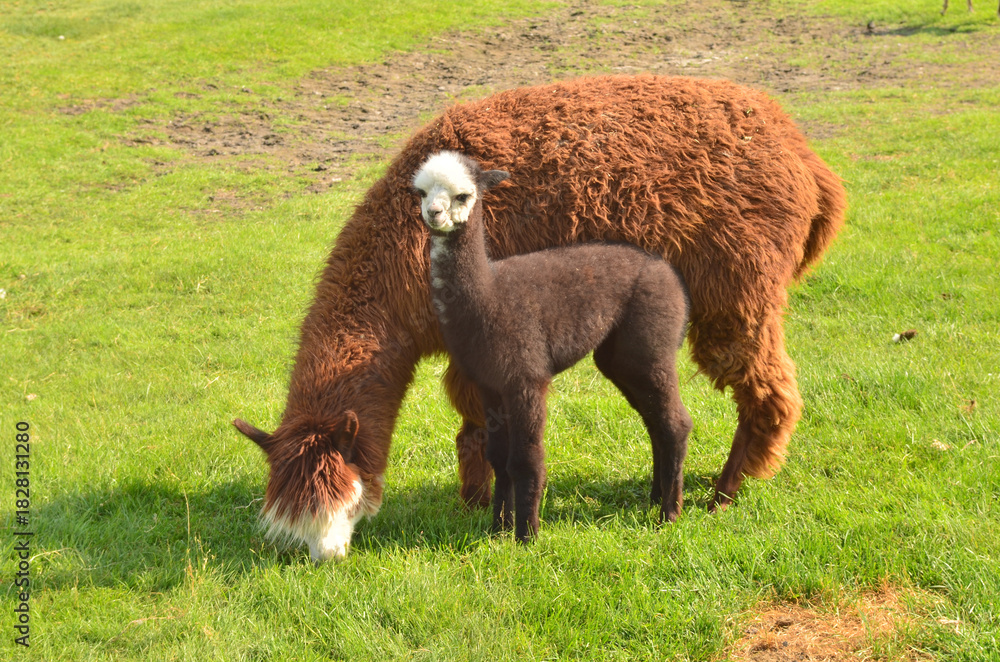 Obraz premium A close-up of a llama with her baby on a green meadow