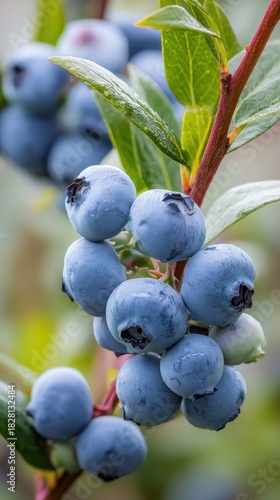 Close-up of ripe blueberries on bush with morning dew