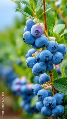 Close-up of ripe blueberries on bush with morning dew