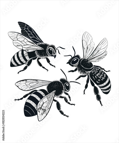 Detailed Honey Bee Vector Illustration Set