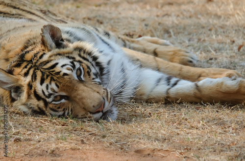Photography African Lion and Tiger