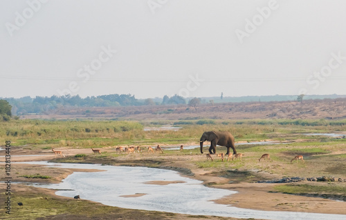 Photography Africa elephant