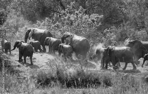 African Elephants 