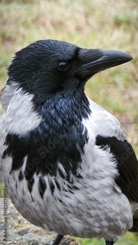 close up of a crow