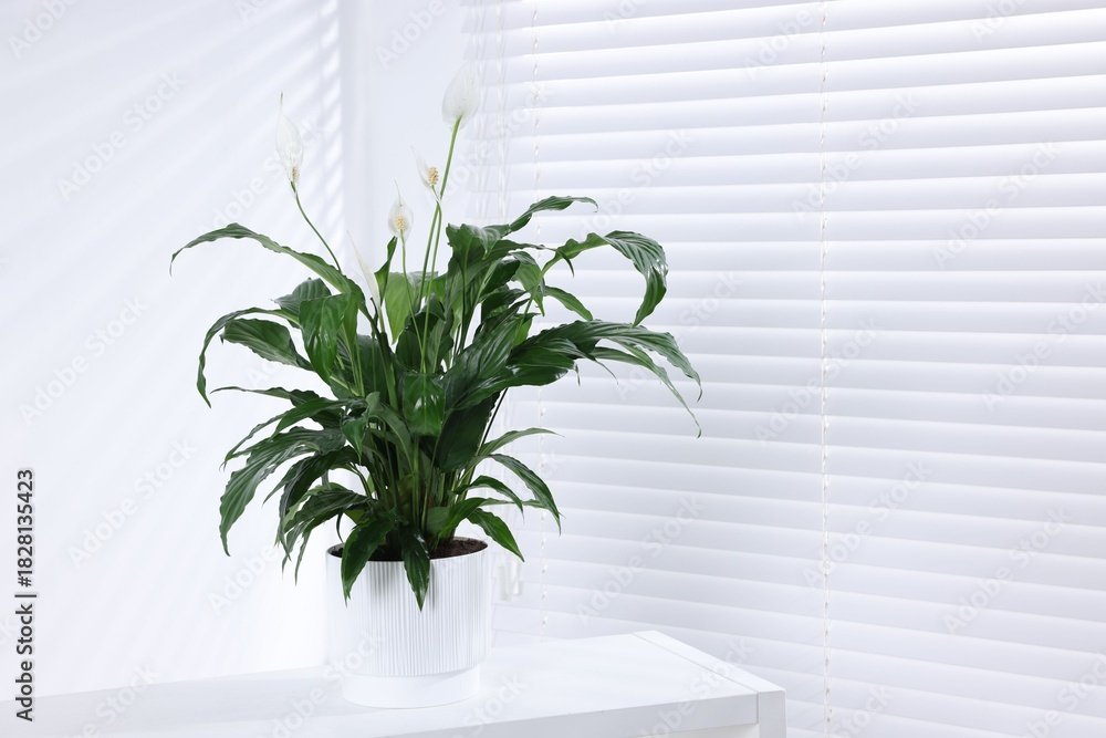 Fototapeta premium Beautiful potted spathiphyllum on white table indoors, space for text