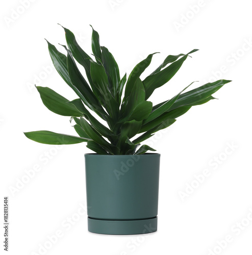 Beautiful potted cornstalk dracaena houseplant isolated on white