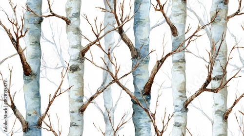 Close-up of birch tree trunks with peeling bark and bare branches in winter forest