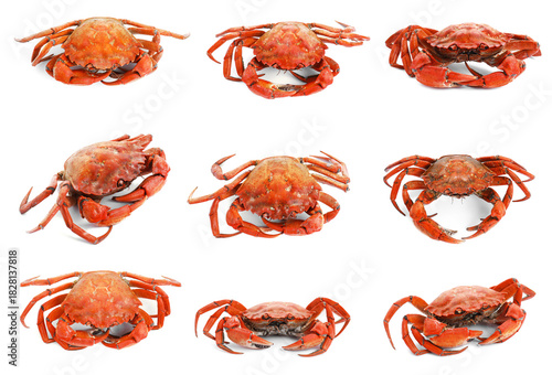 Cooked crab isolated on white, set. Sea food