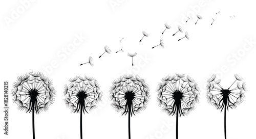 Black silhouette illustration of dandelion flowers with seeds blowing away in the wind symbolizing freedom and wishes.