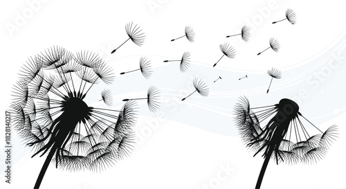 Black silhouette of a dandelion flower with its seeds being carried away by the wind on a white background.