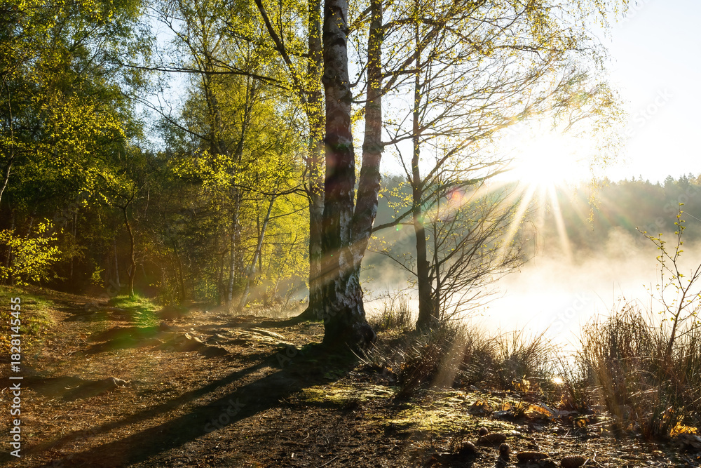 Obraz premium Mirror-Smooth Lake Reflects Serene Forest on Sunny Day for Peaceful Nature Scene.