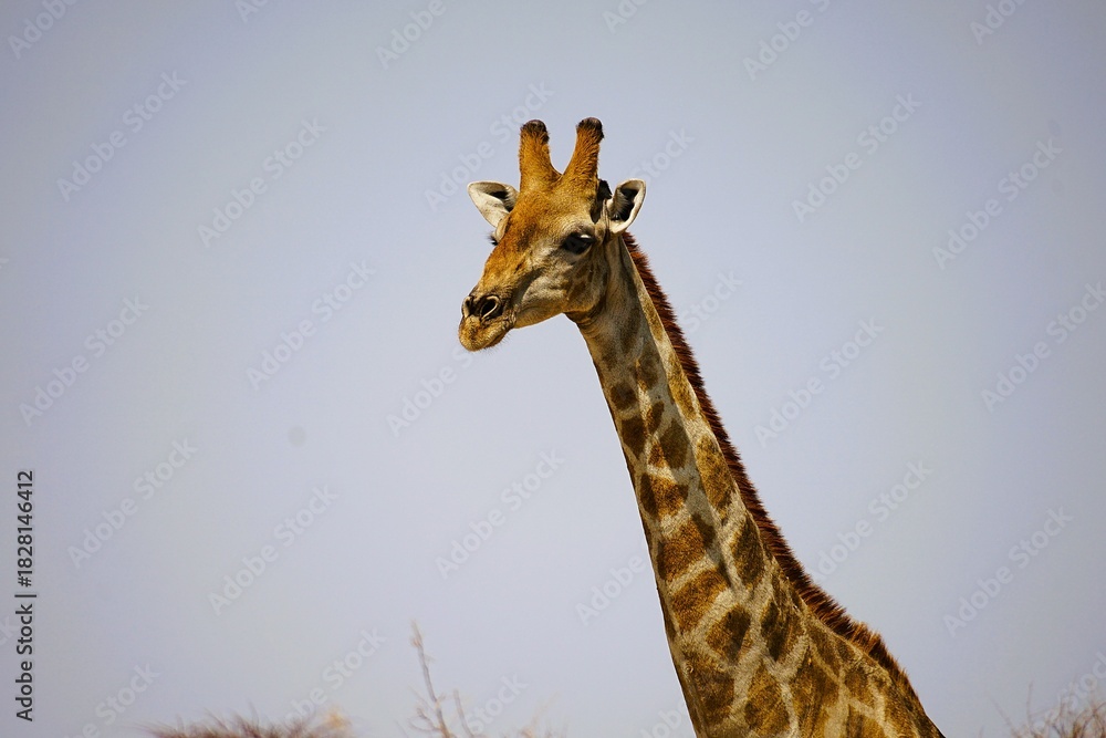 Fototapeta premium Portrait photograph of the head and neck of an adult southern giraffe, also known as a two-horned giraffe, taken in a national park in the African savannah. Giraffa giraffa. 