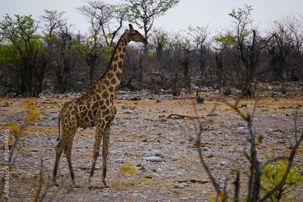Obraz premium Close-up of a single adult southern giraffe, also known as a two-horned giraffe, roaming the African savannah in the national park. Taken on a safari tour. Giraffa giraffa. 