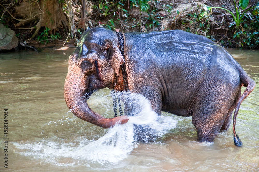 Obraz premium Elephant bathing in the river