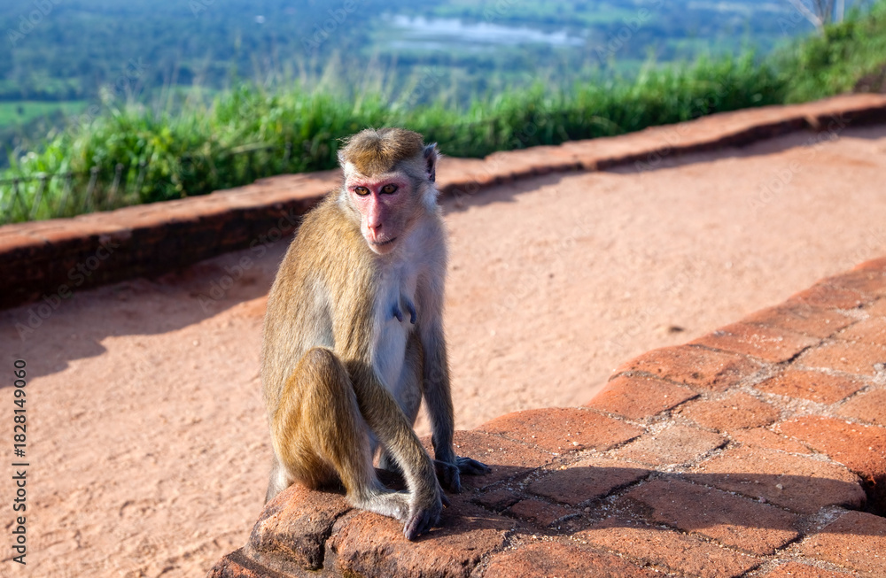 Fototapeta premium Cute monkey