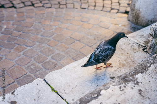 pigeons on the street