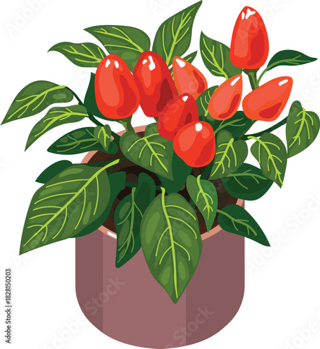 Ornamental pepper (Capsicum annuum) plant with red ripe fruits and green leaves in flower pot isolated on white background	