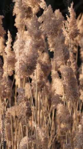 Schilf bei Sonnenuntergang