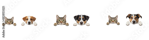 Cute Cat and Dog PNG Collection in Oil Painting Effect – Peeking Over, on white background